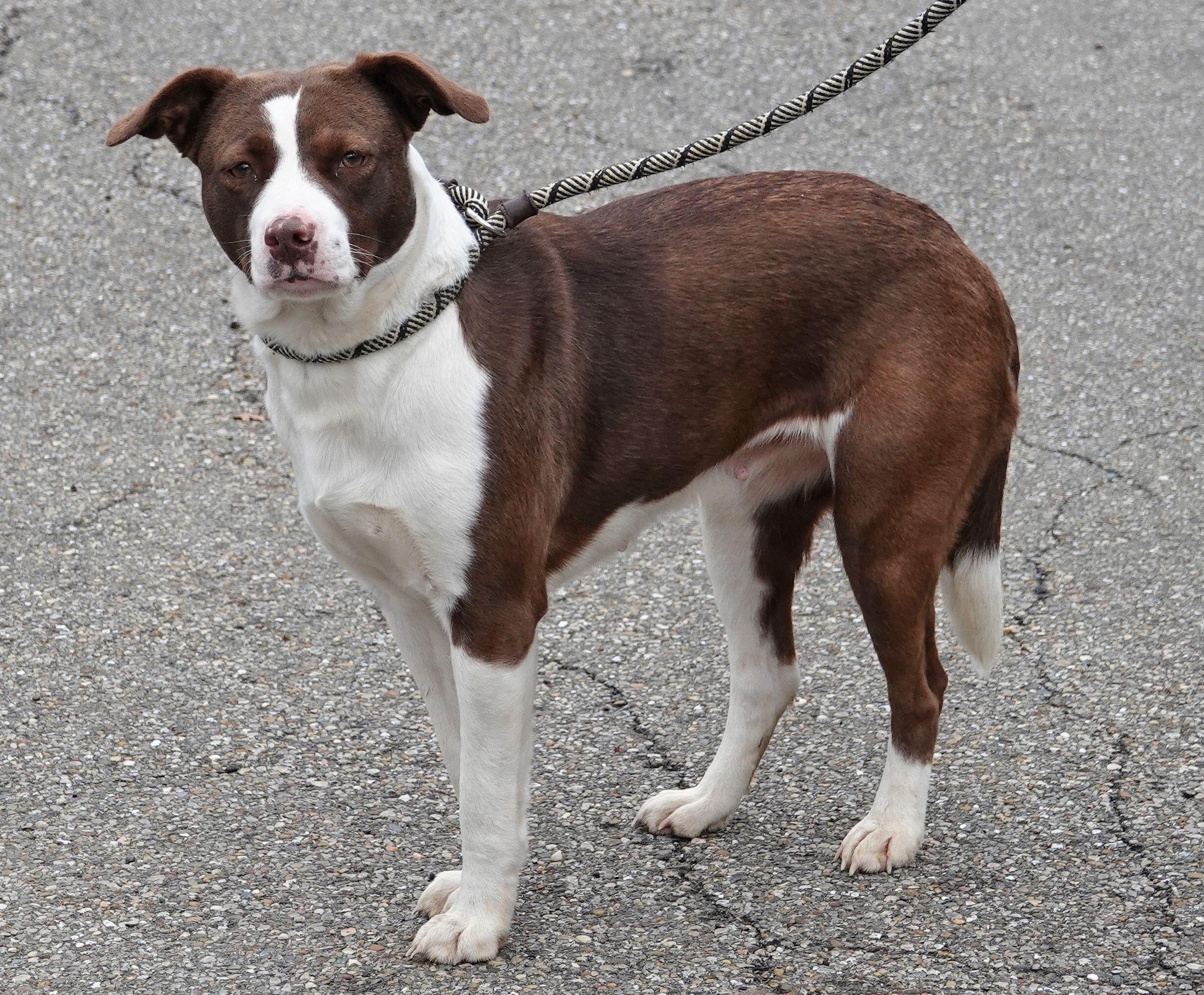 Enlarge Peaches - CLAIMED BY OWNER, an adopted mixed breed in Millfield, OH image 3/3