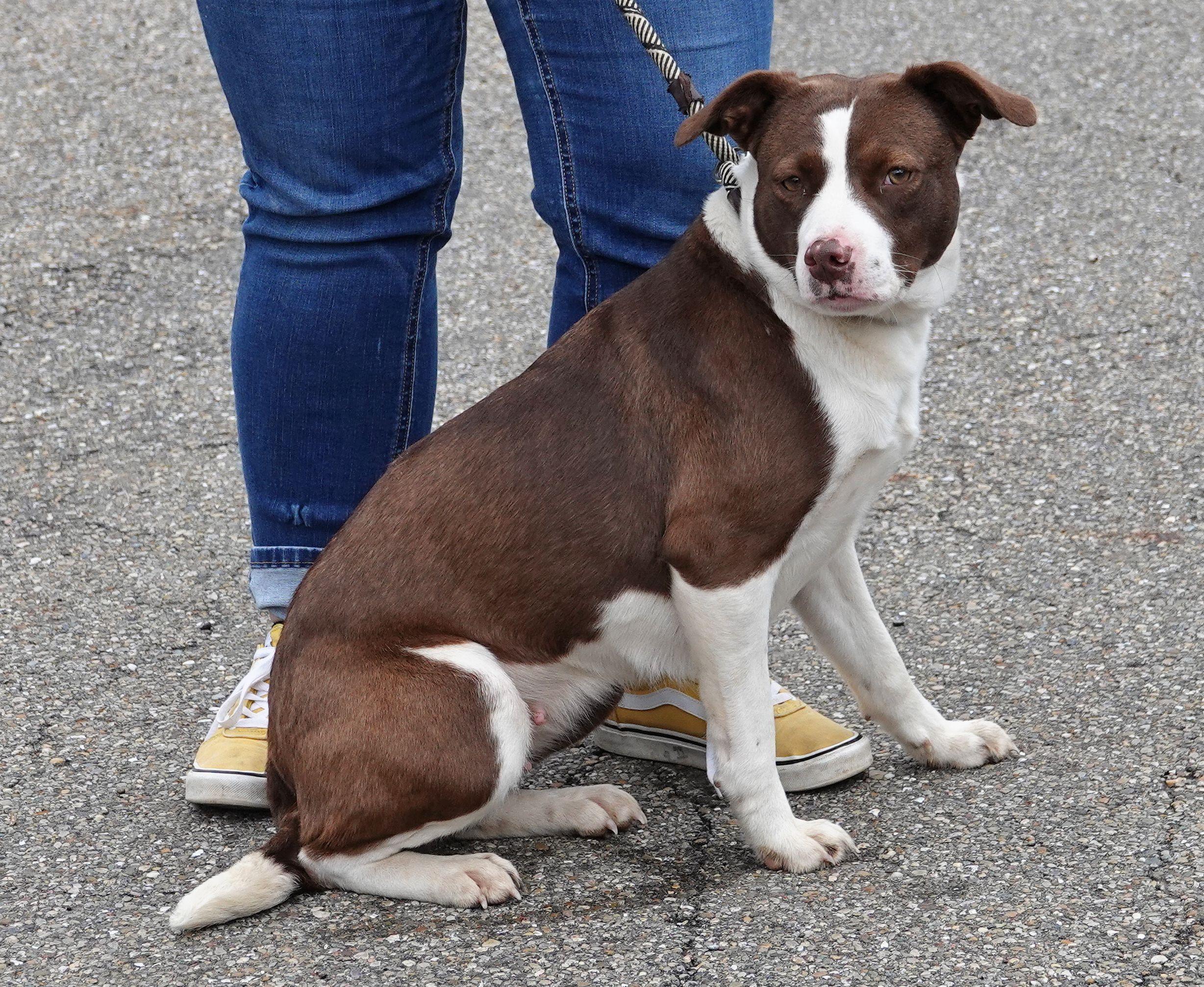 Enlarge Peaches - CLAIMED BY OWNER, an adopted mixed breed in Millfield, OH image 2/3