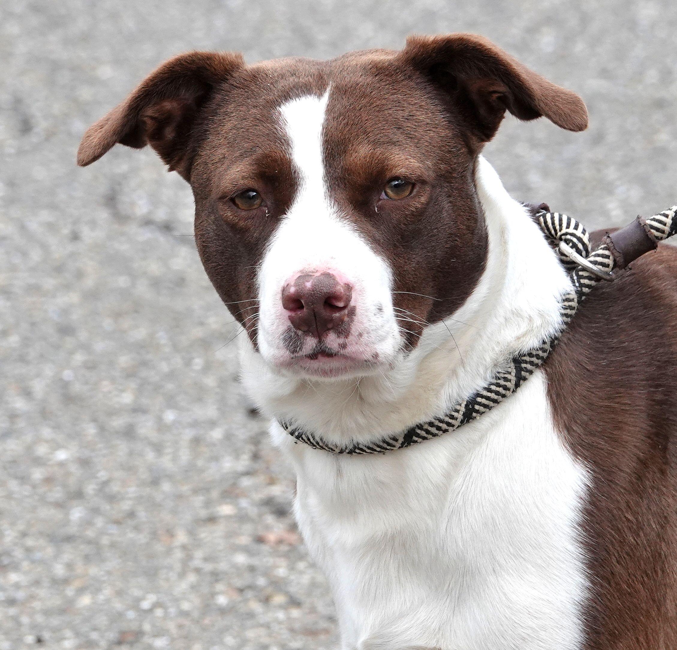 Peaches - CLAIMED BY OWNER, adopted, Young Female Terrier.