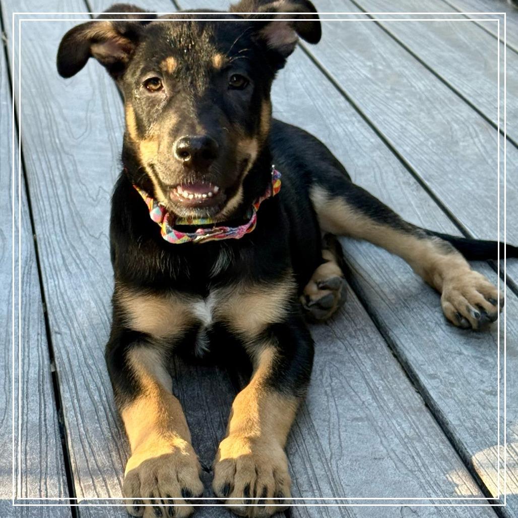Enlarge Quinn, a Adoptable mixed breed in Chandler, AZ image 1/6