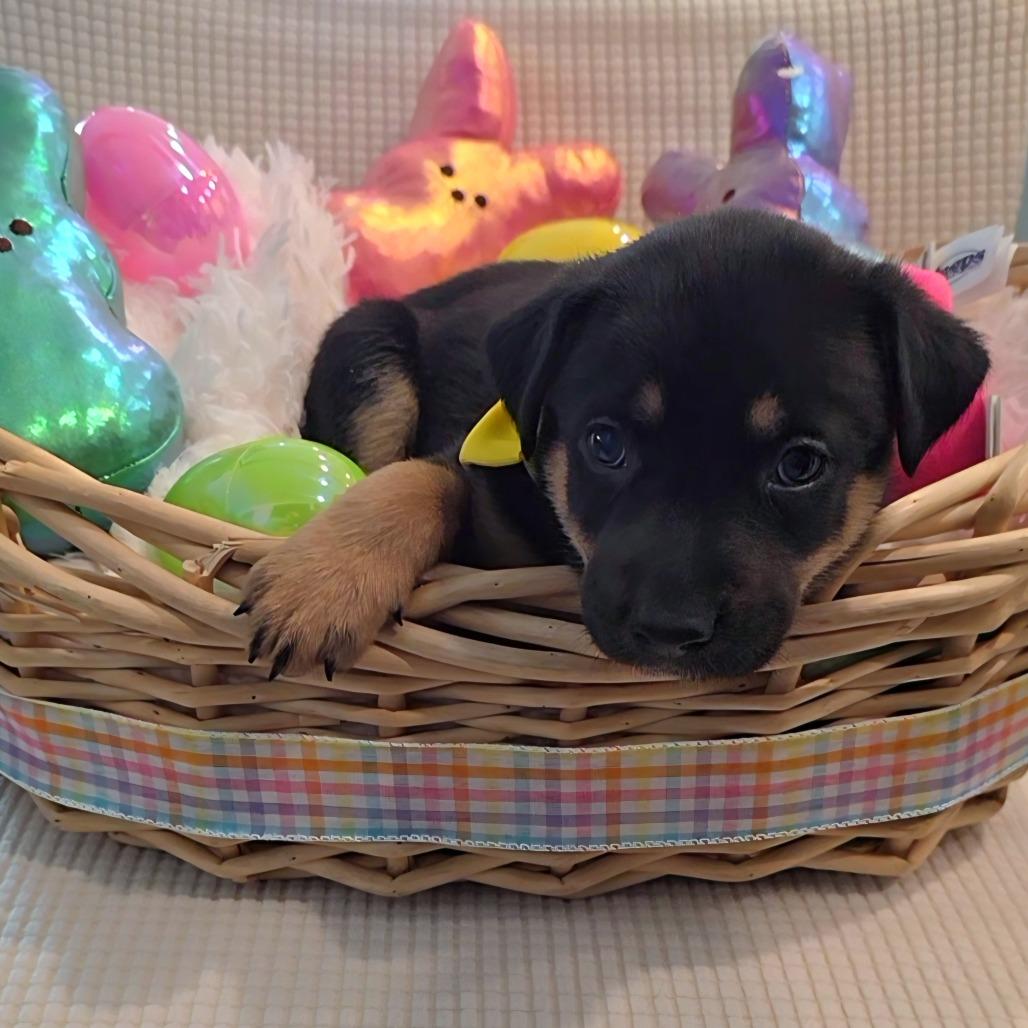 Enlarge Quinn, a Adoptable mixed breed in Chandler, AZ image 2/6