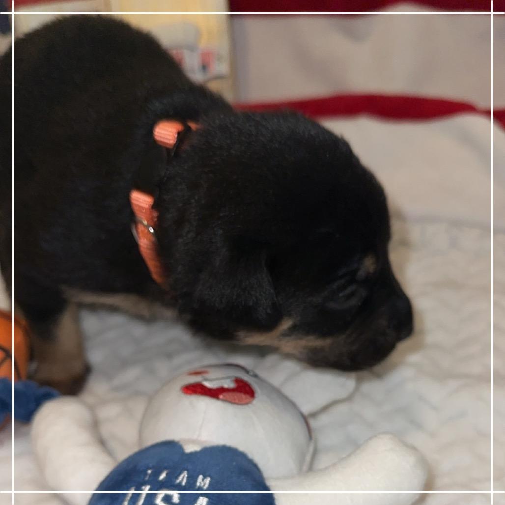 Enlarge Quinn, a Adoptable mixed breed in Chandler, AZ image 3/6
