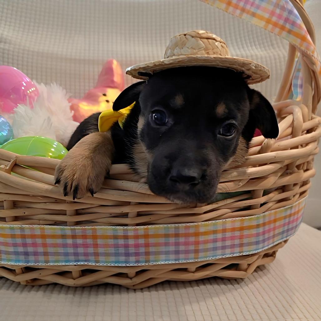 Enlarge Quinn, a Adoptable mixed breed in Chandler, AZ image 4/6