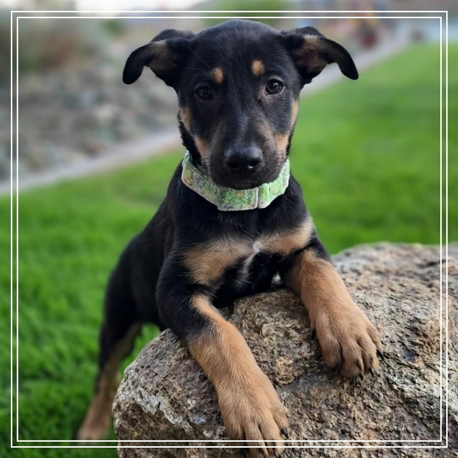 Enlarge Quinn, a Adoptable mixed breed in Chandler, AZ image 5/6