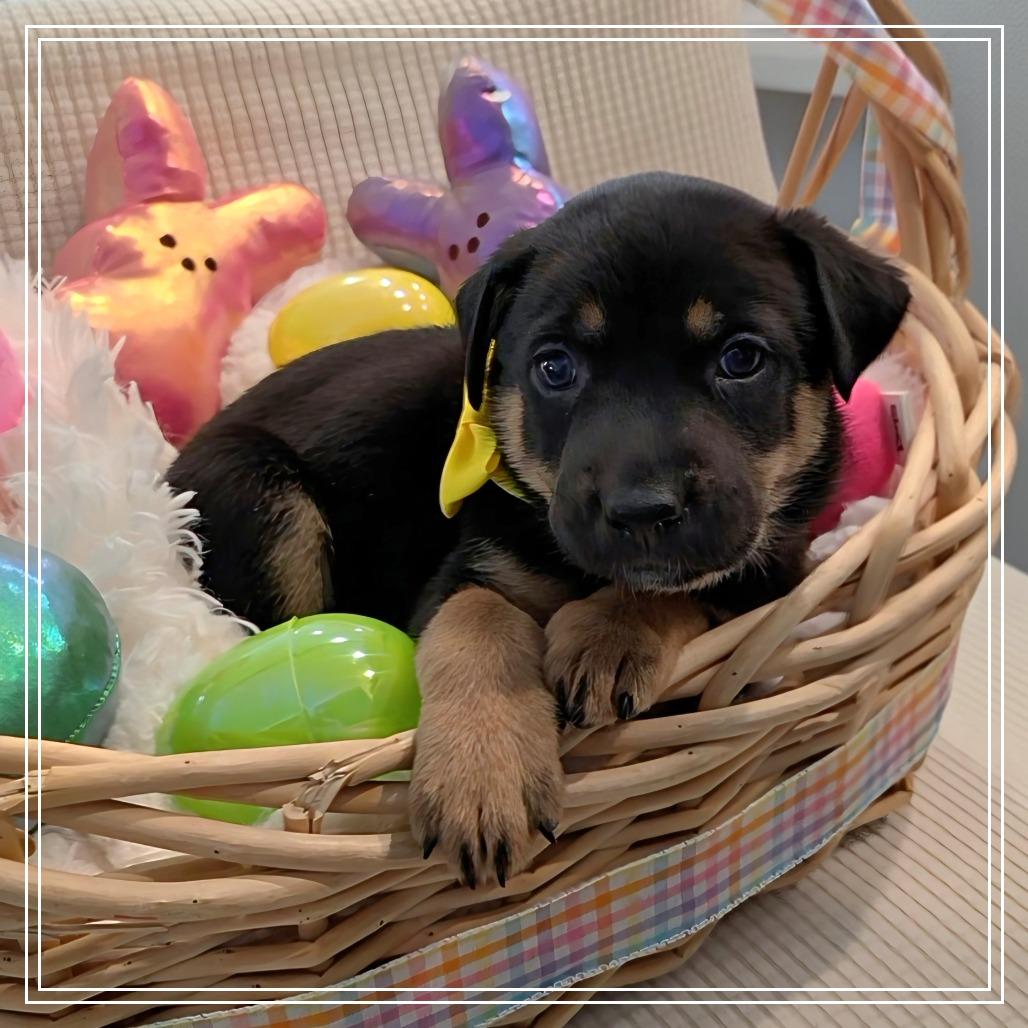 Enlarge Quinn, a Adoptable mixed breed in Chandler, AZ image 6/6