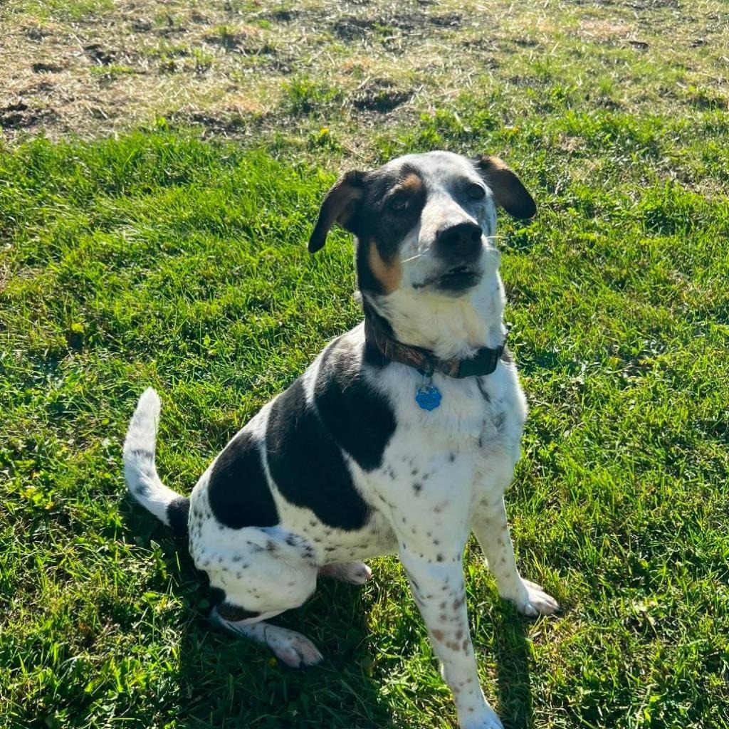 Jager, Adoptable, Senior Male Australian Cattle Dog / Blue Heeler & Labrador Retriever.