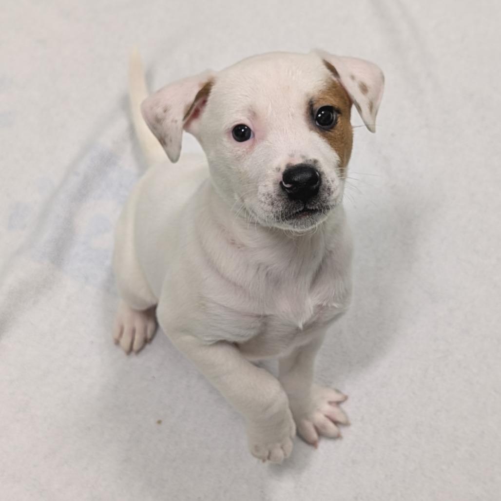Nacho Taco, Adoptable, Puppy Male Mixed Breed.