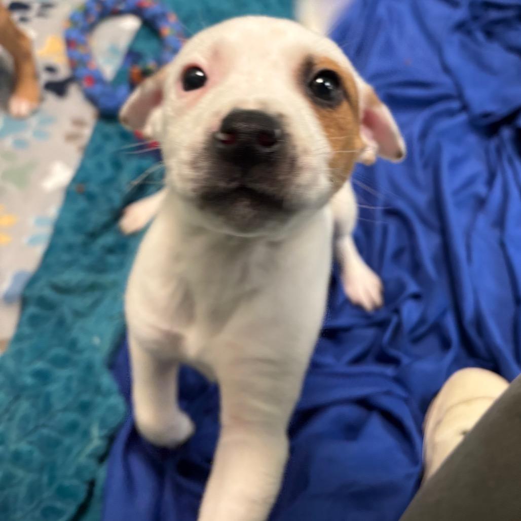 Nacho Taco, Adoptable, Puppy Male Mixed Breed.
