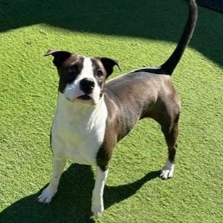 Luna, Adoptable, Young Female Labrador Retriever.