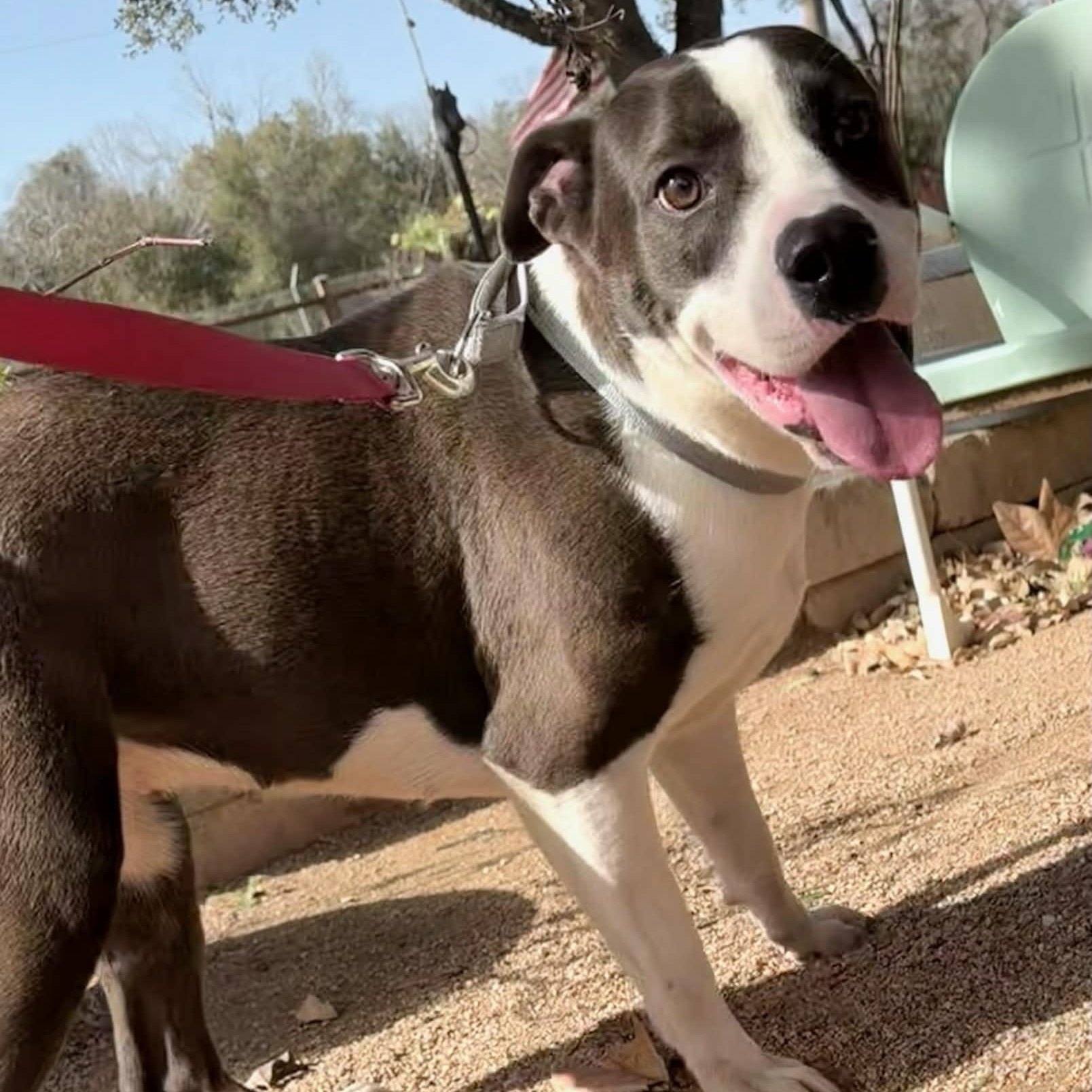 Luna, Adoptable, Young Female Labrador Retriever.