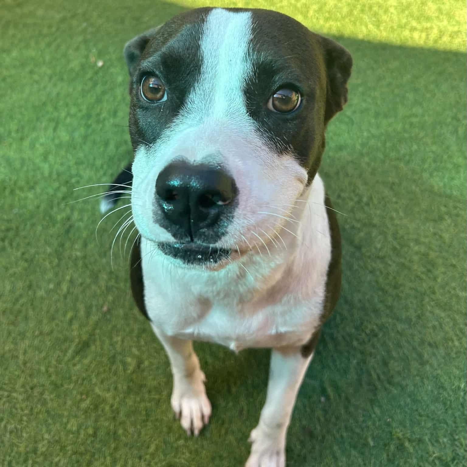 Enlarge Luna, a Adoptable mixed breed in Williston, VT image 3/6