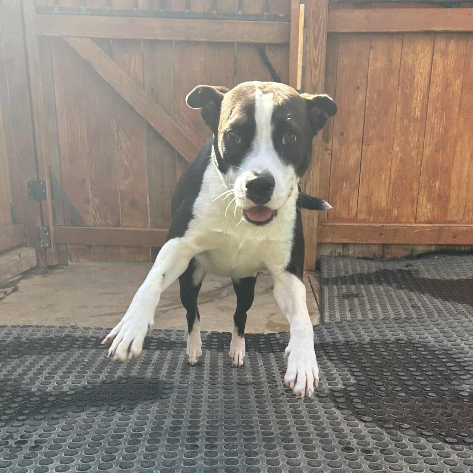 Enlarge Luna, a Adoptable mixed breed in Williston, VT image 5/6