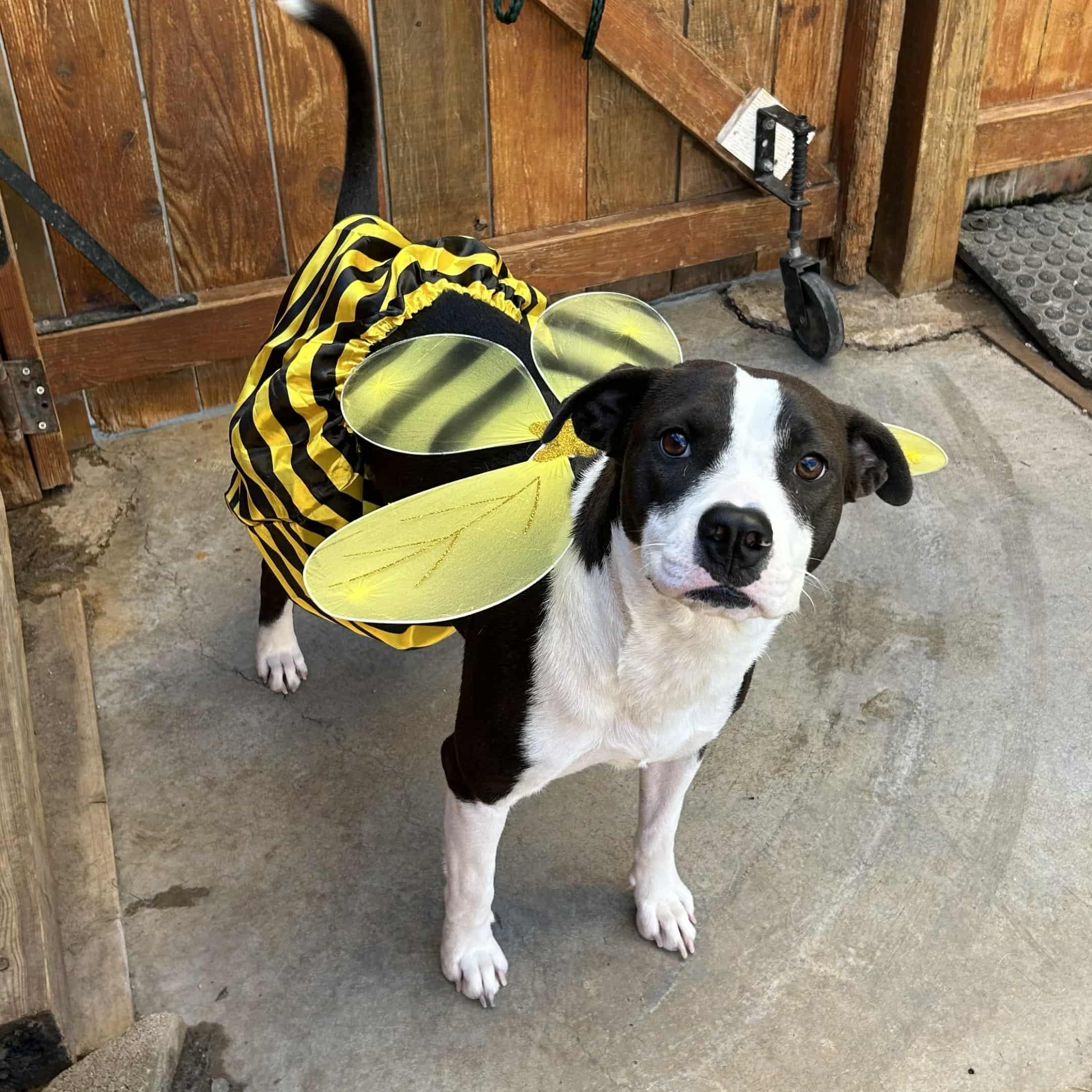 Enlarge Luna, a Adoptable mixed breed in Williston, VT image 2/6