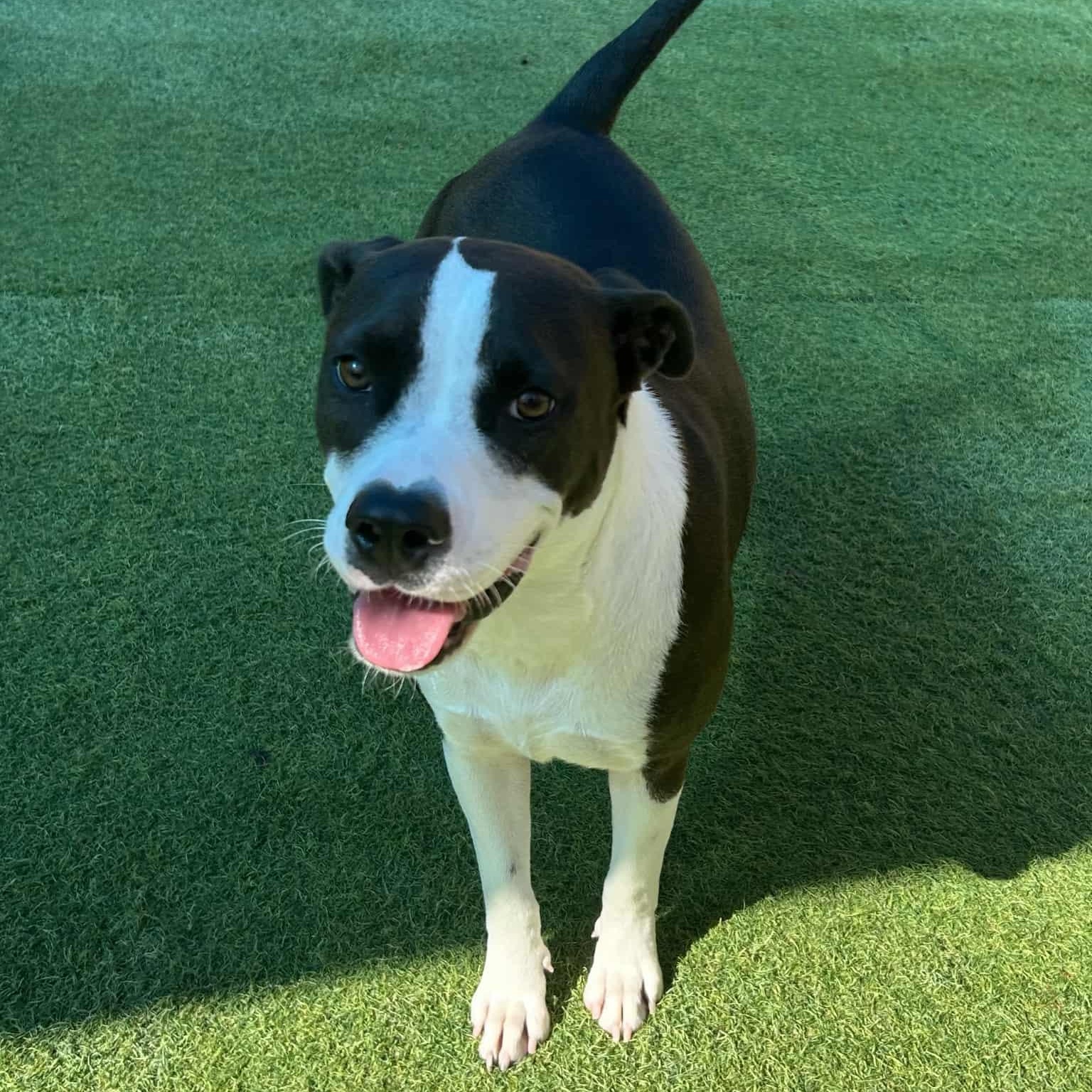 Enlarge Luna, a Adoptable mixed breed in Williston, VT image 6/6