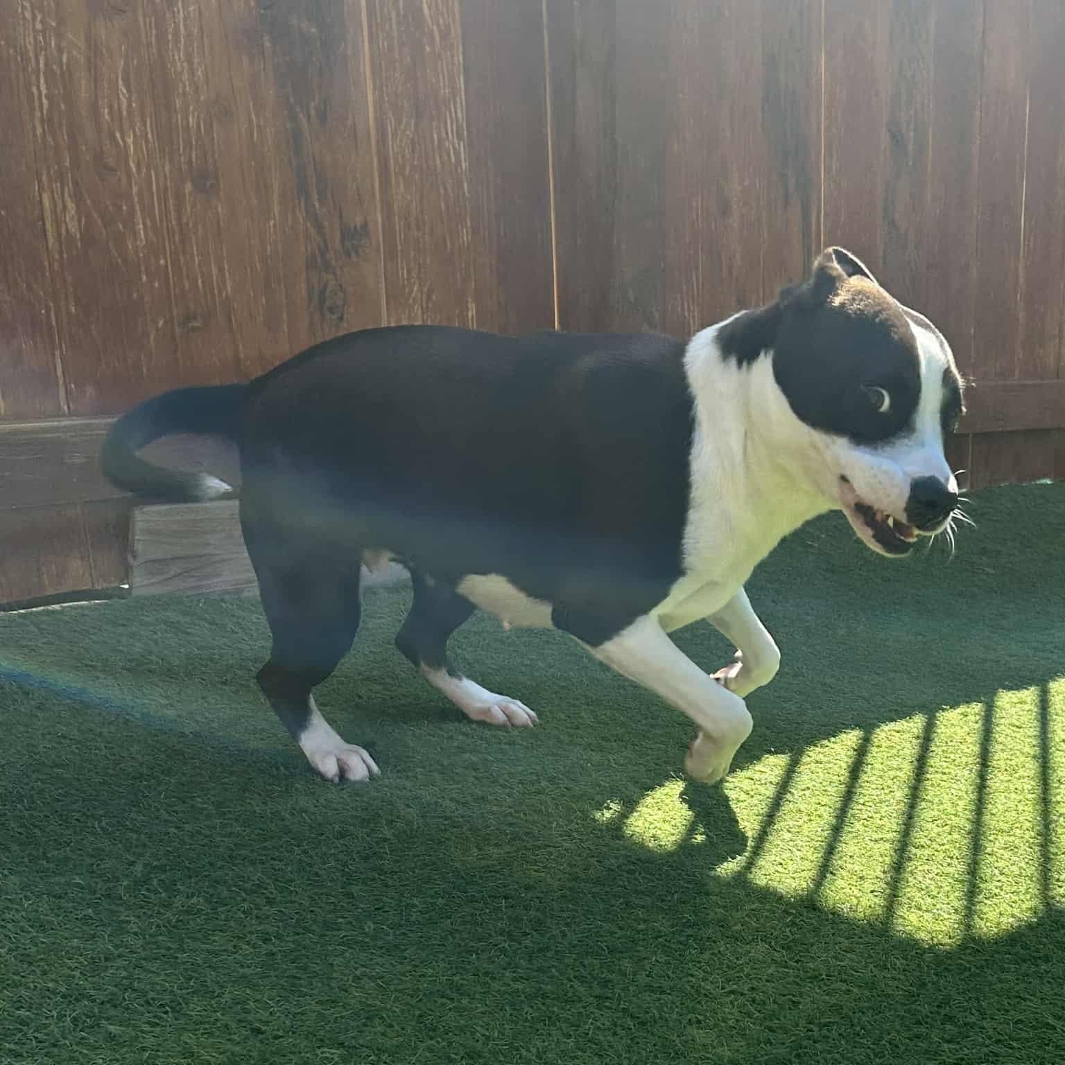 Luna — thumbnail 6