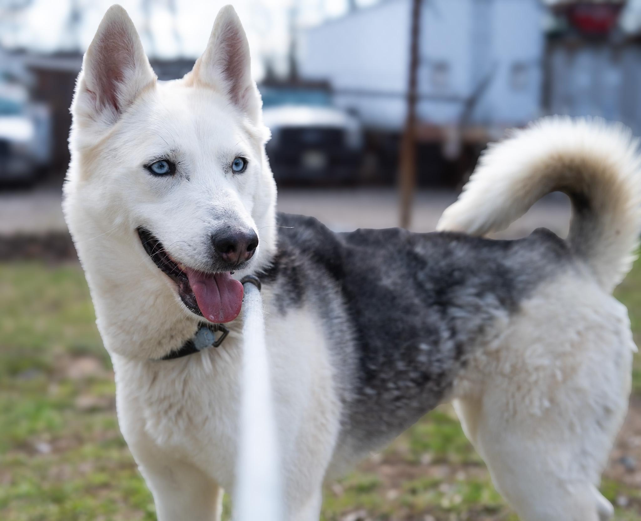 Enlarge Shiva, a ADOPTABLE Husky in Perth Amboy, NJ image 2/5