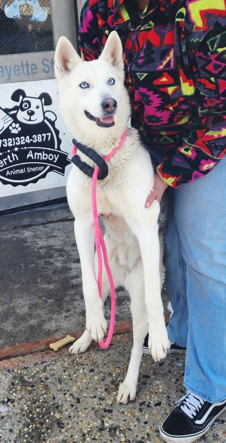 Shiva, a ADOPTABLE Husky in Perth Amboy, NJ image 1/4