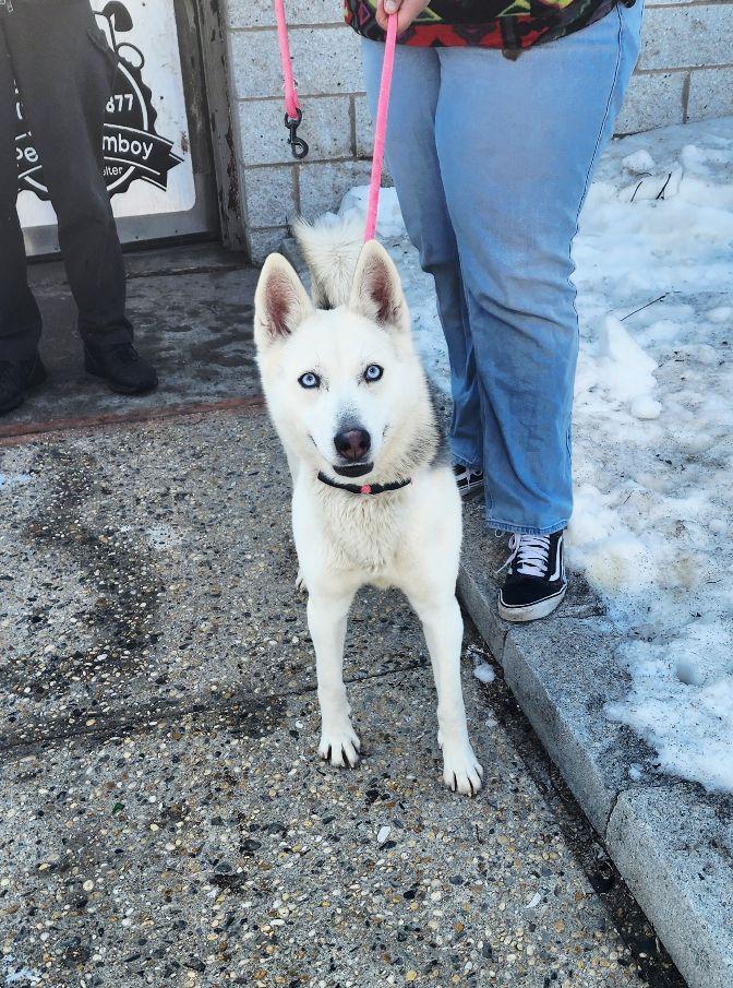 Shiva, a ADOPTABLE Husky in Perth Amboy, NJ image 2/4