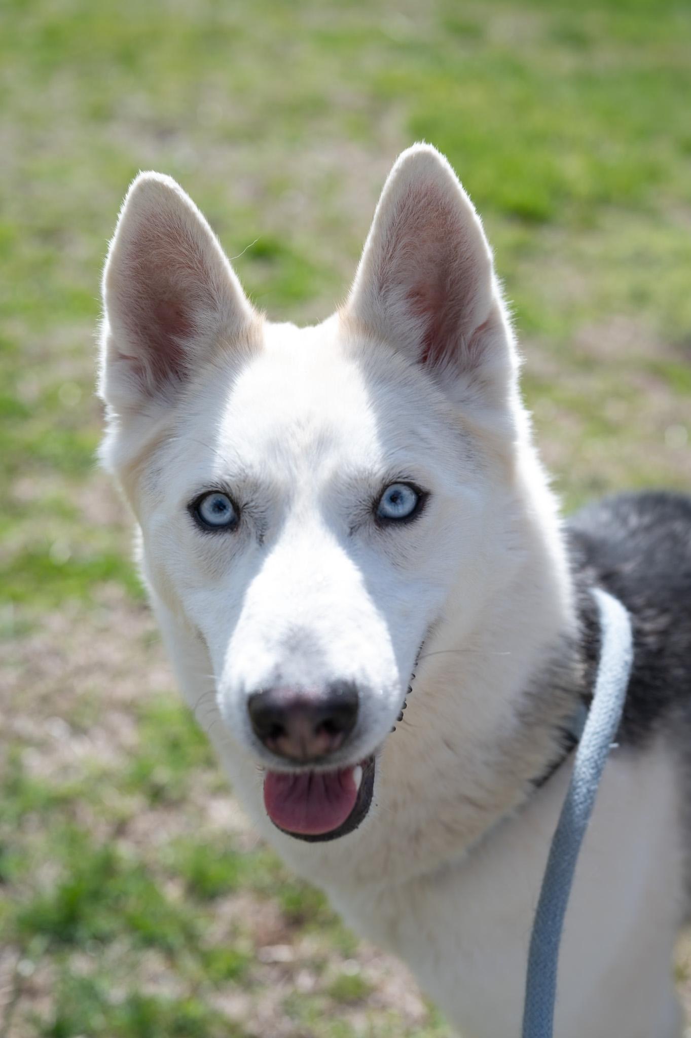 Shiva, ADOPTABLE, Young Female Husky.