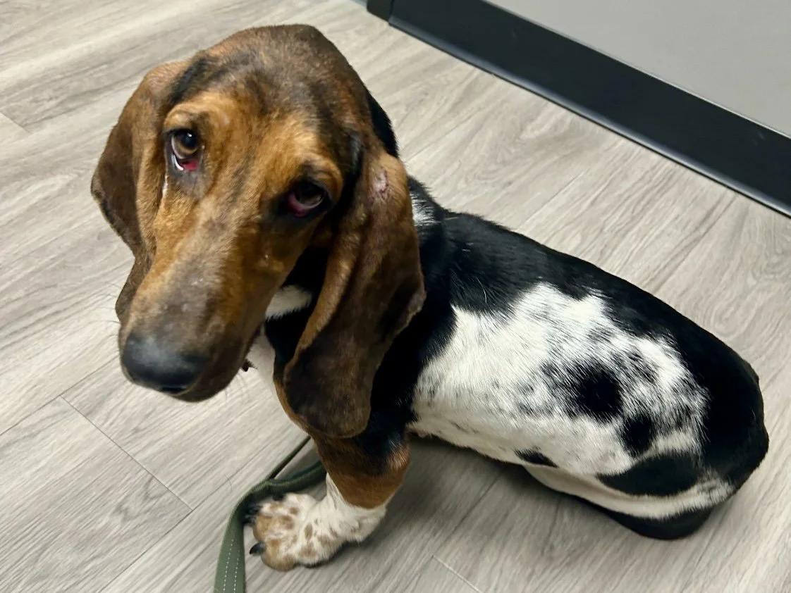 Crystal, a Adopted Basset Hound in St. Paul, MN image 2/5