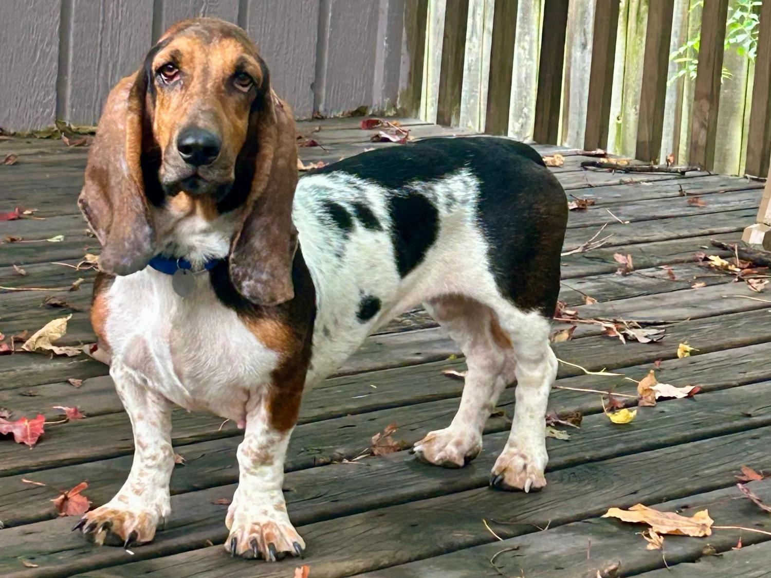 Crystal, a Adopted Basset Hound in St. Paul, MN image 3/5