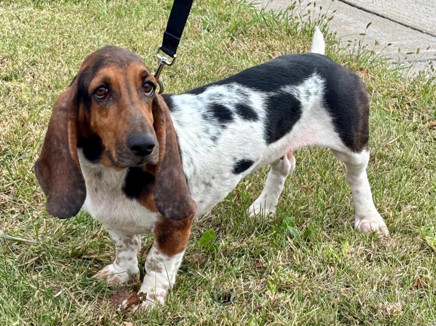 Crystal, Adopted, Young Female Basset Hound.