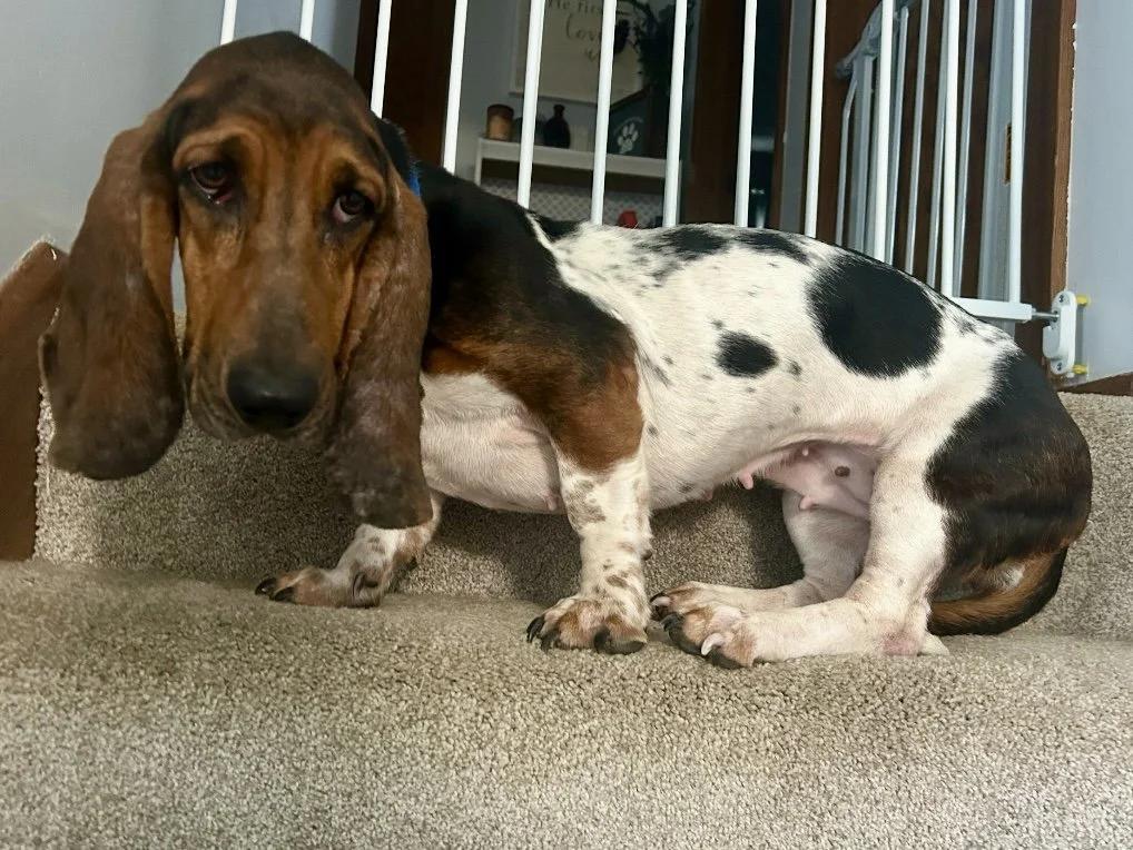 Crystal, a Adopted Basset Hound in St. Paul, MN image 4/5