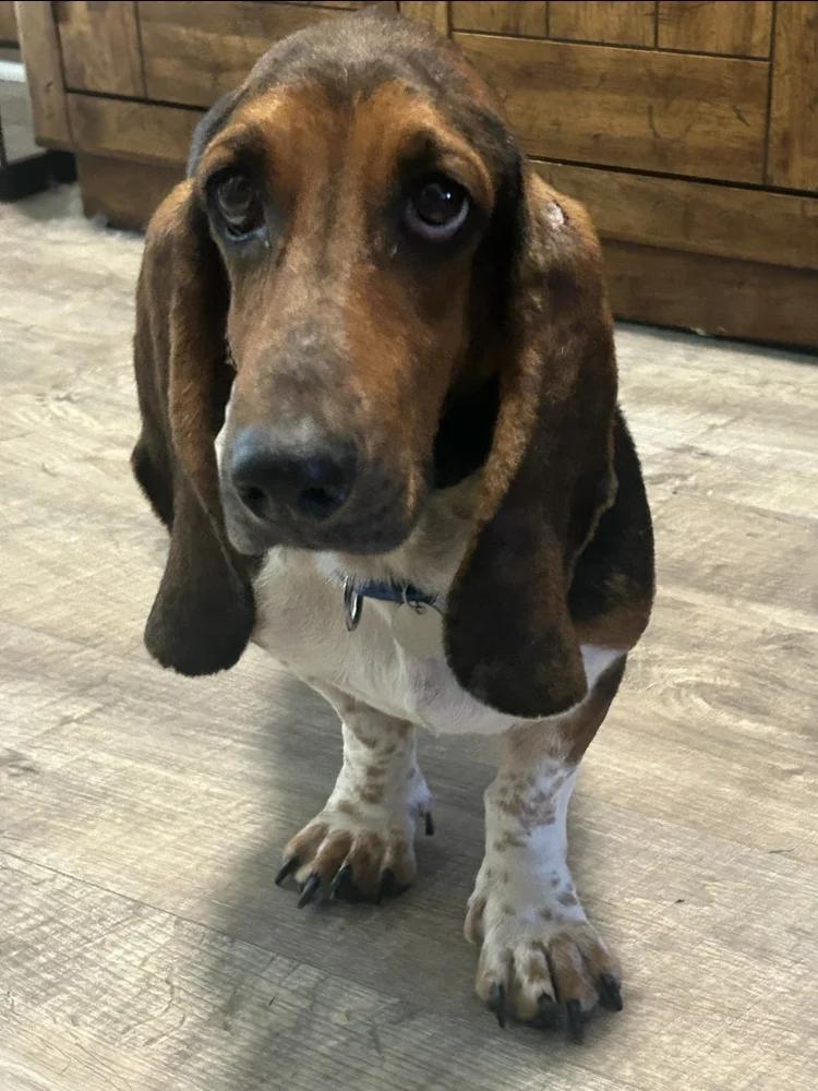 Crystal, a Adopted Basset Hound in St. Paul, MN image 5/5
