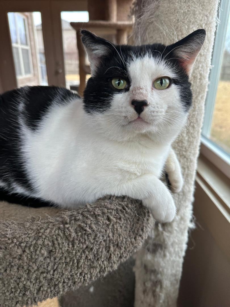 FIN, Adopted, Adult Male Domestic Short Hair.