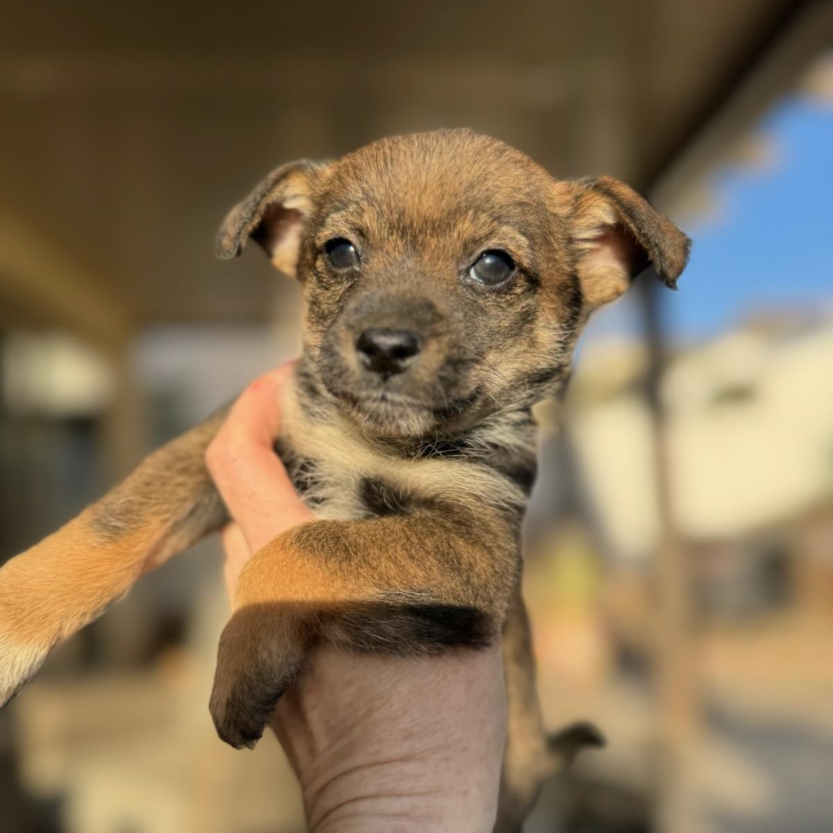 Dale , an adopted mixed breed in Saratoga Springs, NY image 1/2
