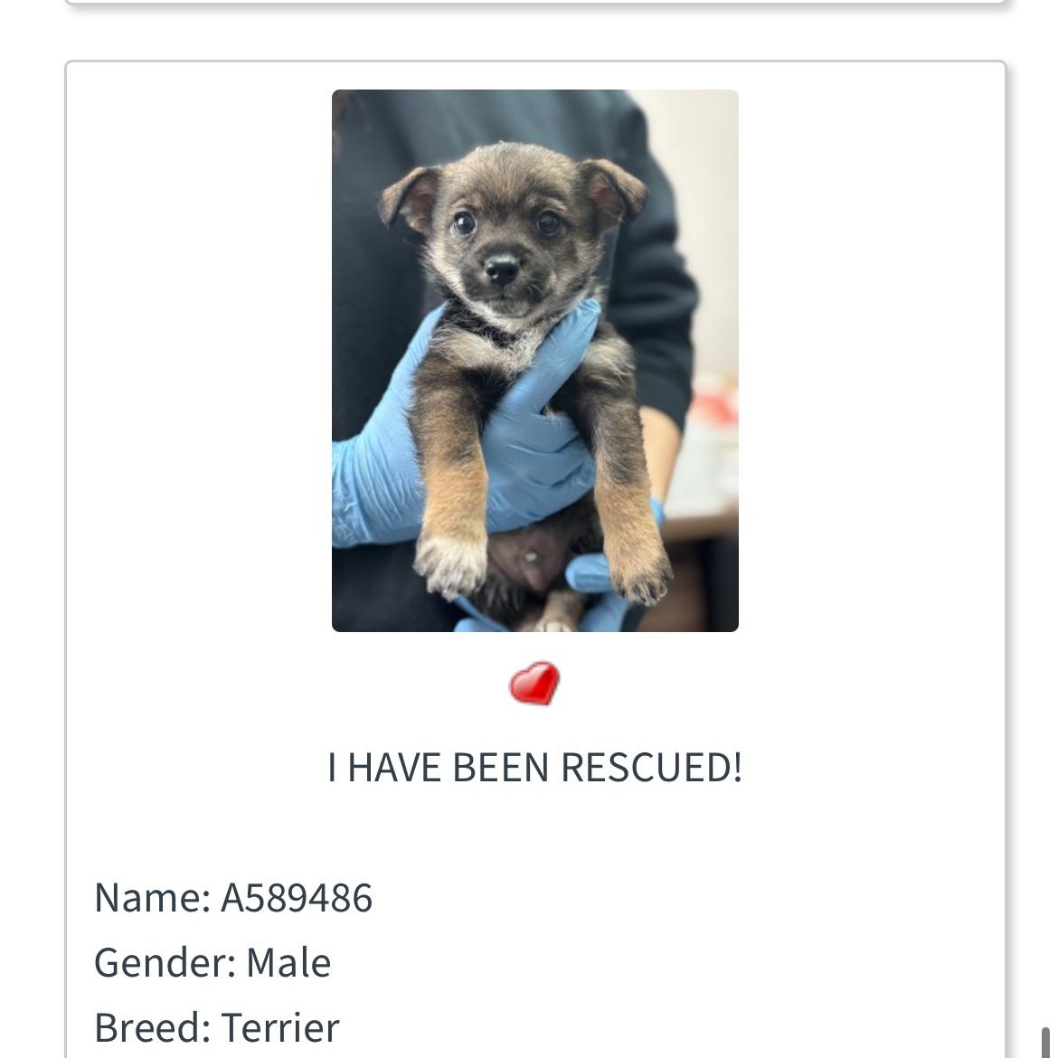 Dale , an adopted mixed breed in Saratoga Springs, NY image 2/2