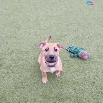 Enlarge Snooki, a Adoptable mixed breed in Liberty, MO image 2/4