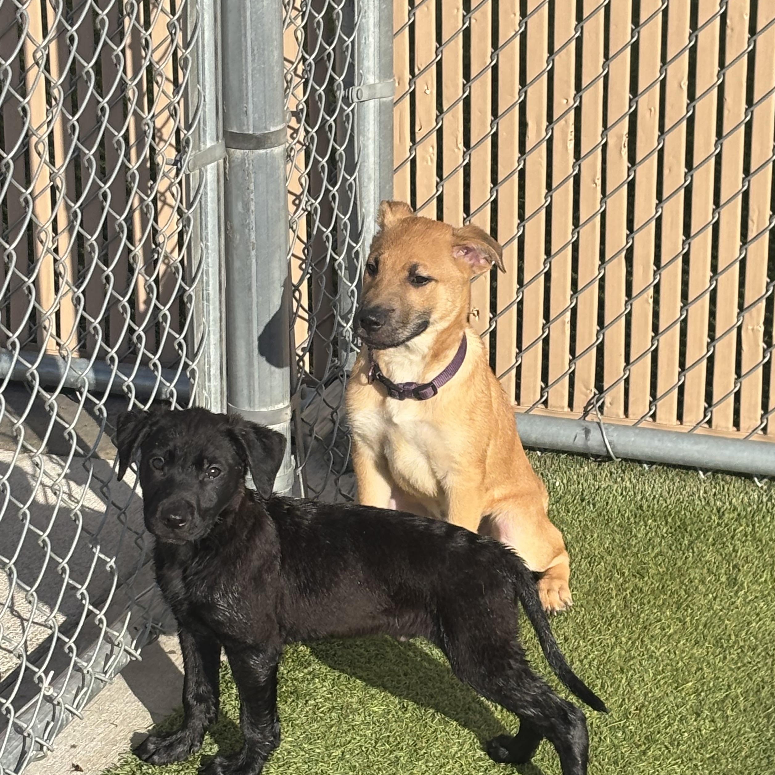 Enlarge Snooki, a Adoptable mixed breed in Liberty, MO image 4/4