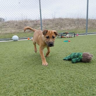 Snooki, Adoptable, Puppy Female Shepherd.
