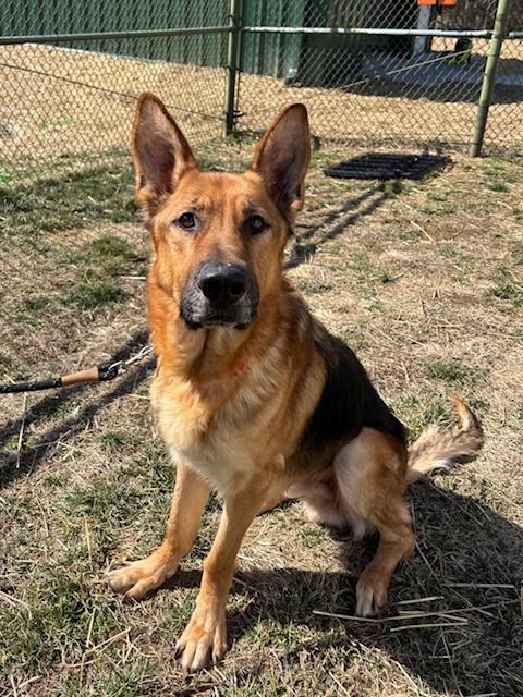 Enlarge AZRIEL, a Adoptable German Shepherd Dog in Leesburg, VA image 1/2