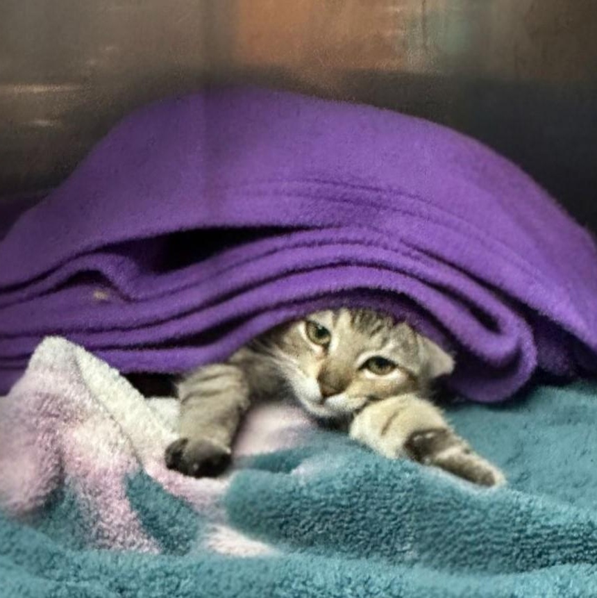 E.T., an adoptable Domestic Short Hair in Brookings, SD_image-1