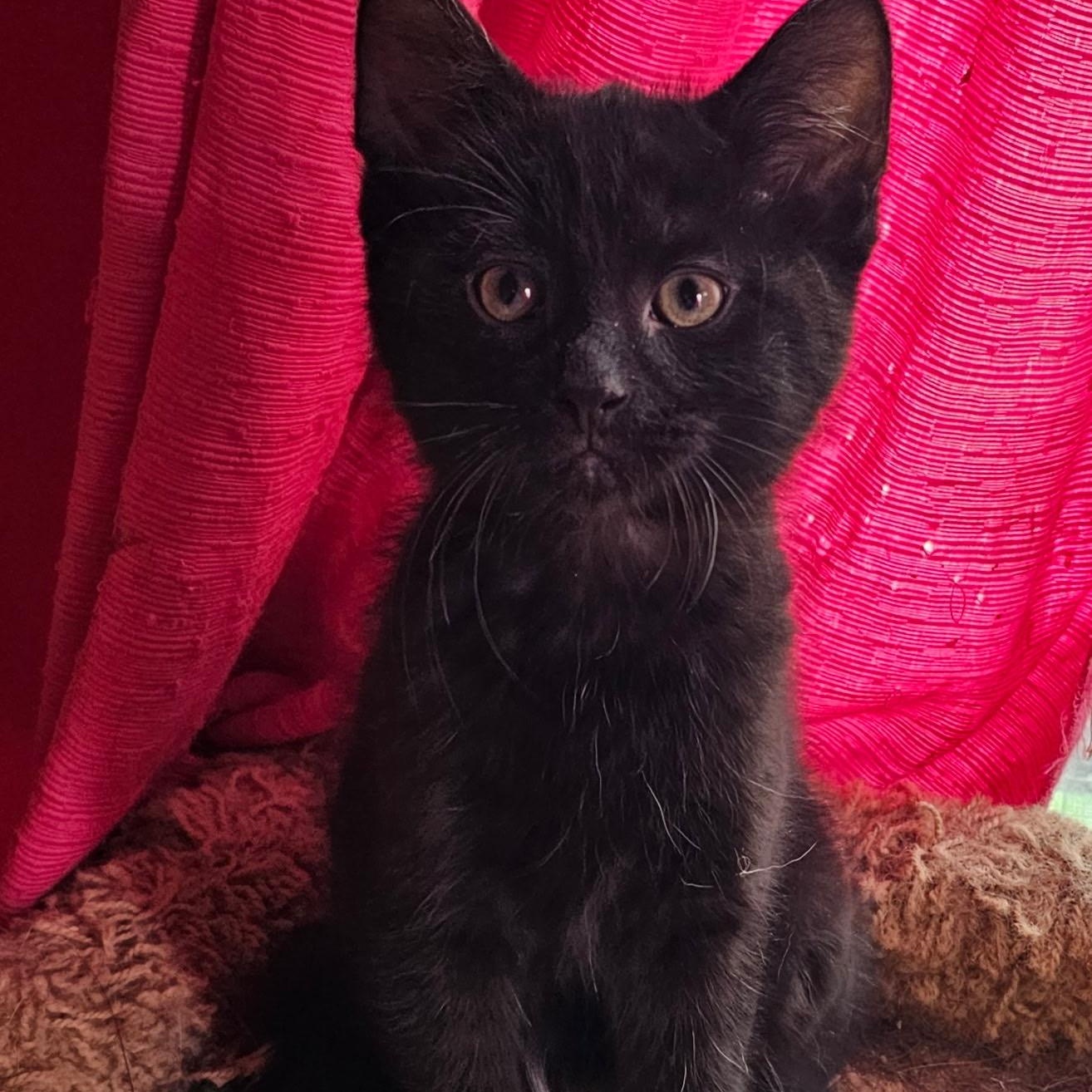 Enlarge Ivy, a Adoptable mixed breed in Dyer, IN image 1/1