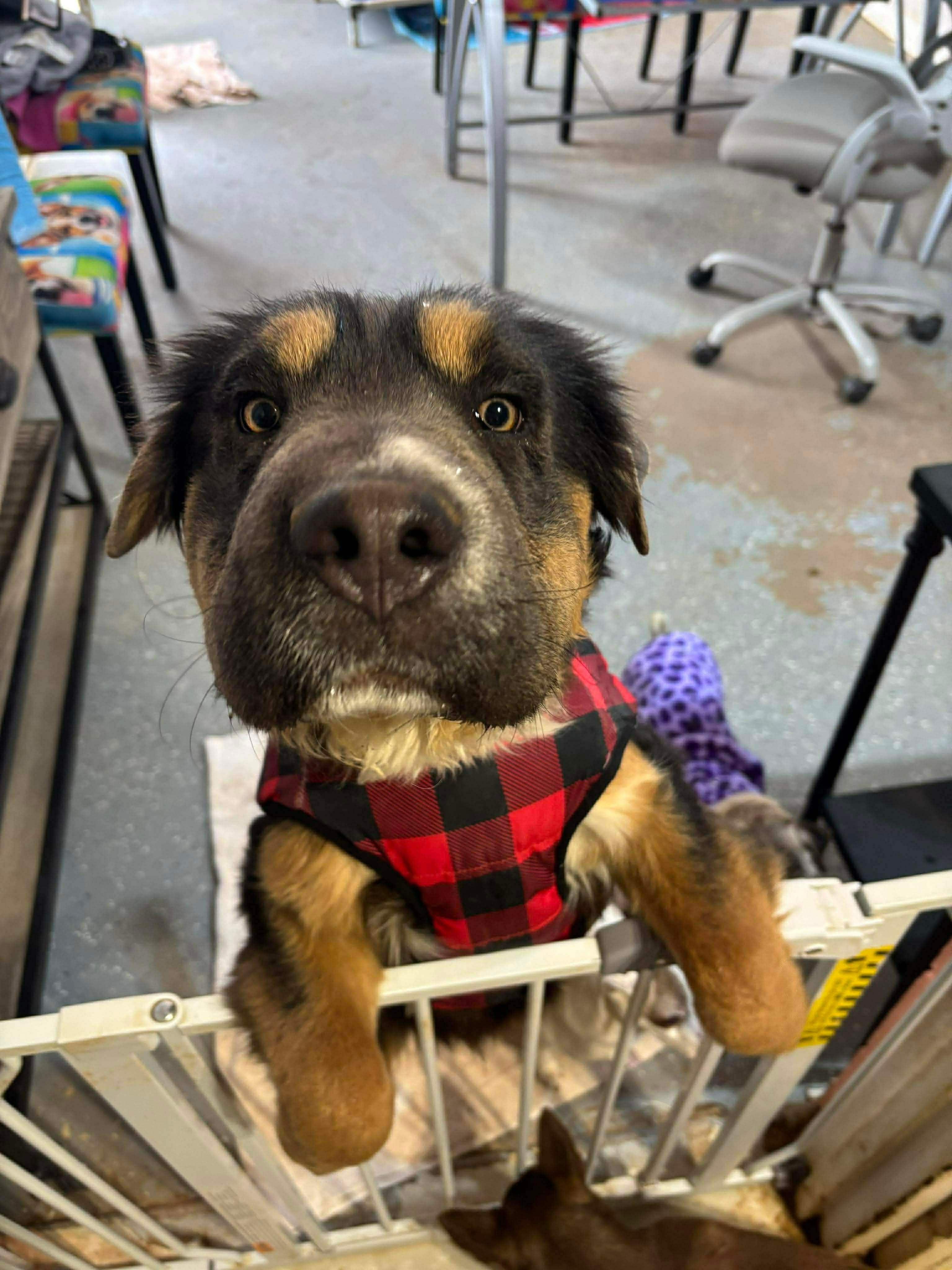 Enlarge Jason, a ADOPTABLE mixed breed in Uxbridge, MA image 1/1