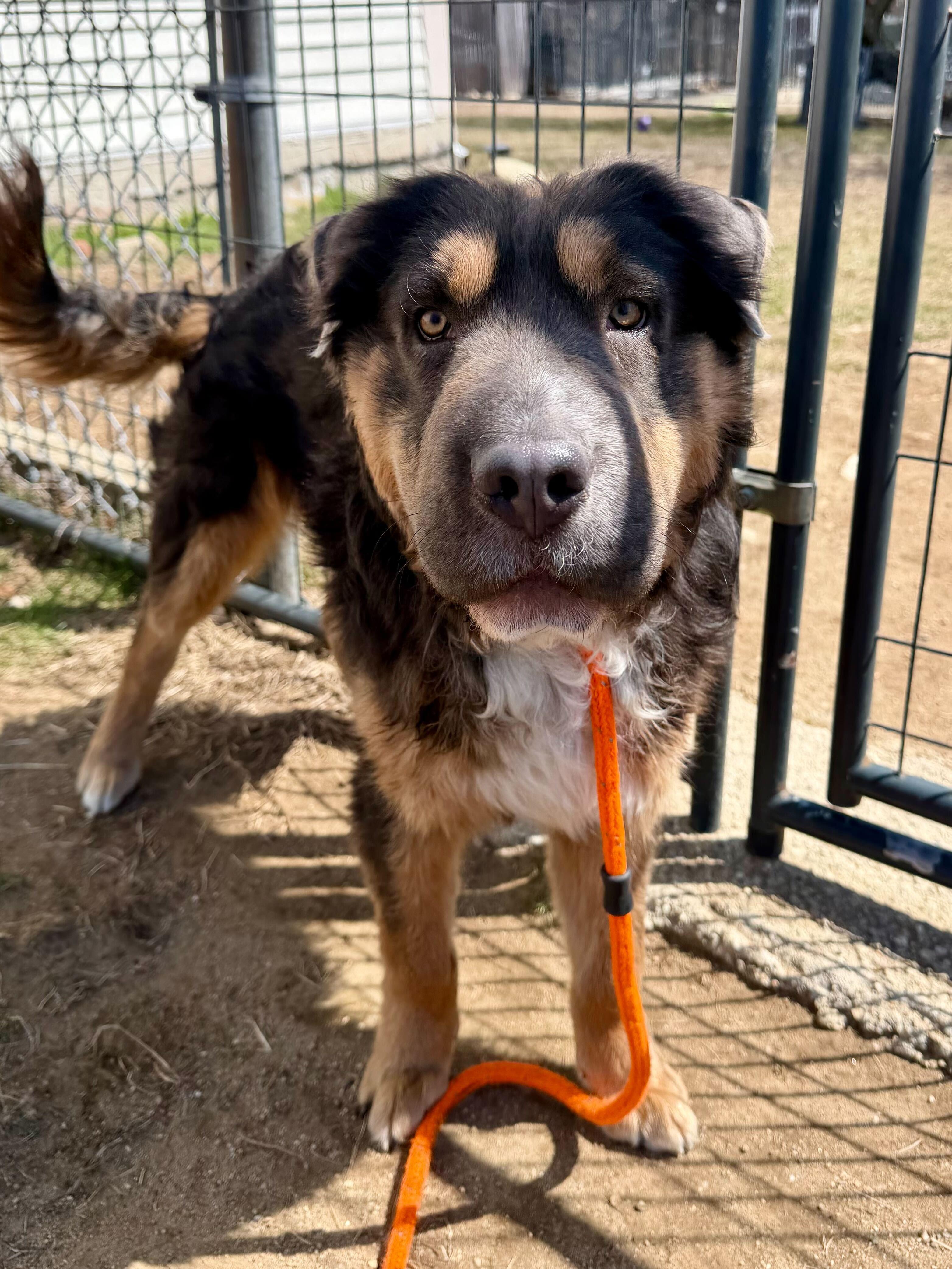 Jason, adoptable, Puppy Male Shar-Pei & Australian Shepherd.