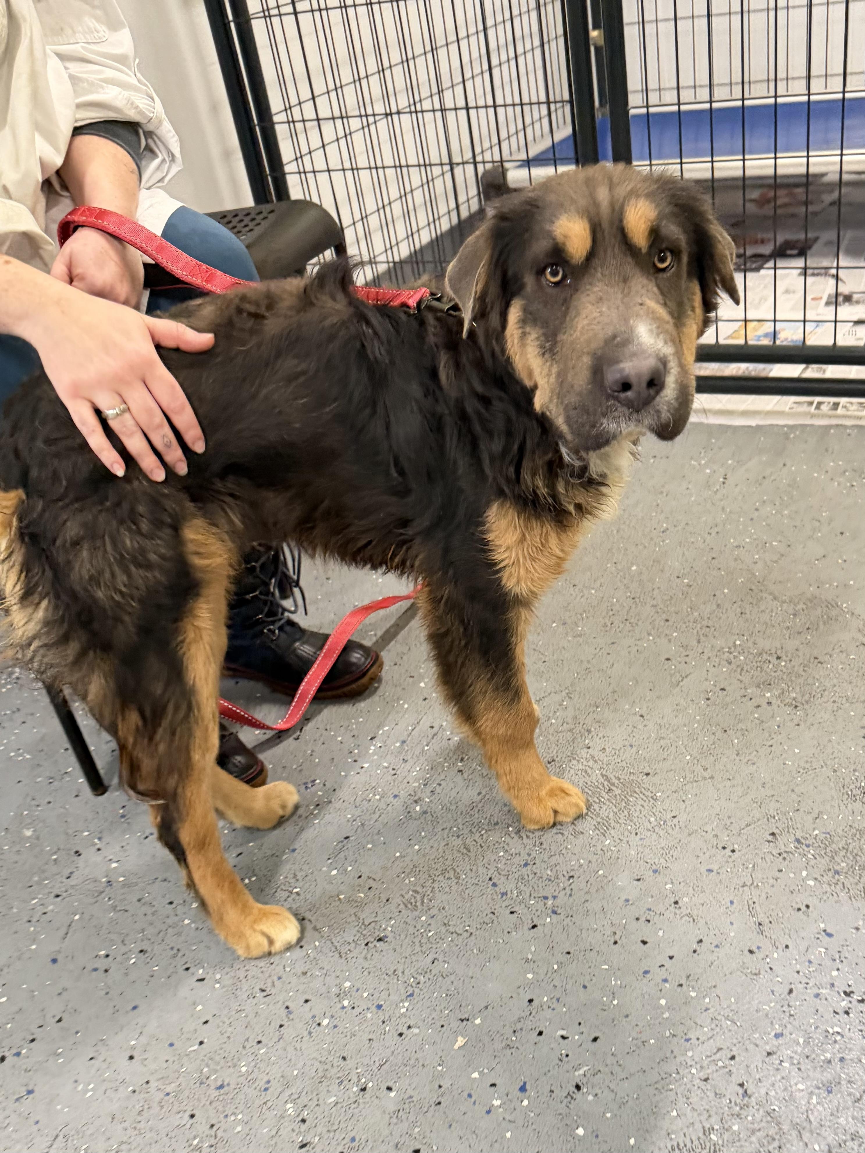 Jason, an adoptable mixed breed in Uxbridge, MA image 2/3