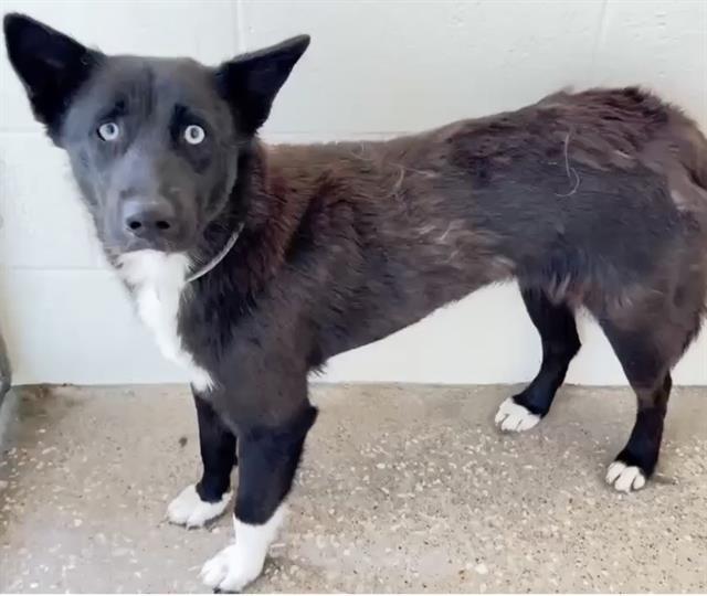 Enlarge JASMINE, a Adoptable mixed breed in Houston, TX image 1/1