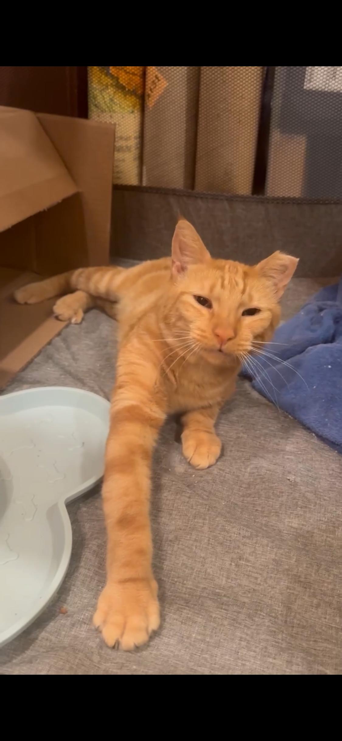 Enlarge Cid, a ADOPTABLE Domestic Short Hair in Elkton, MD image 6/6