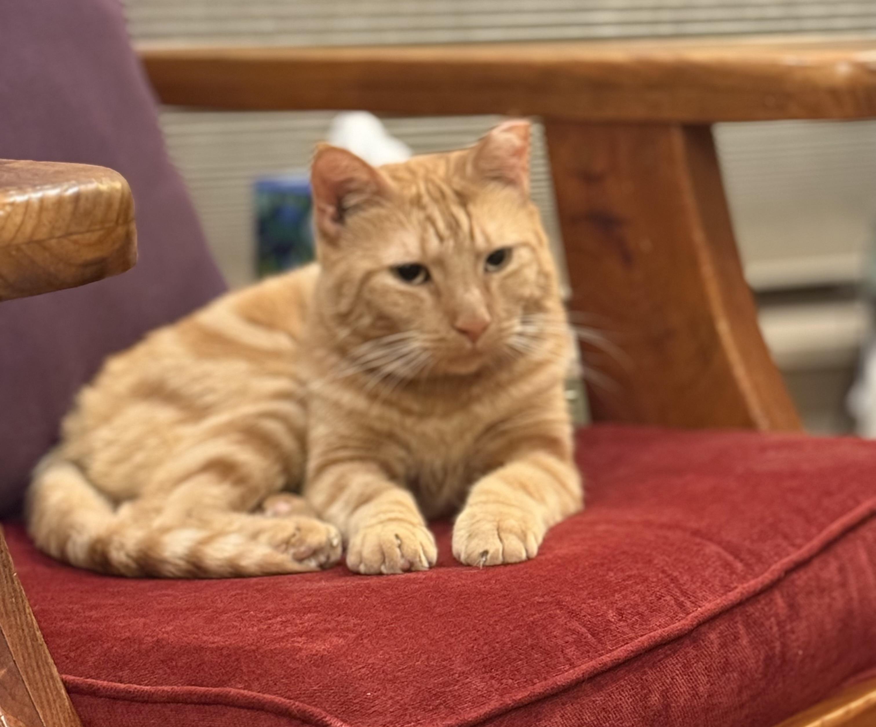 Enlarge Cid, a ADOPTABLE Domestic Short Hair in Elkton, MD image 2/6