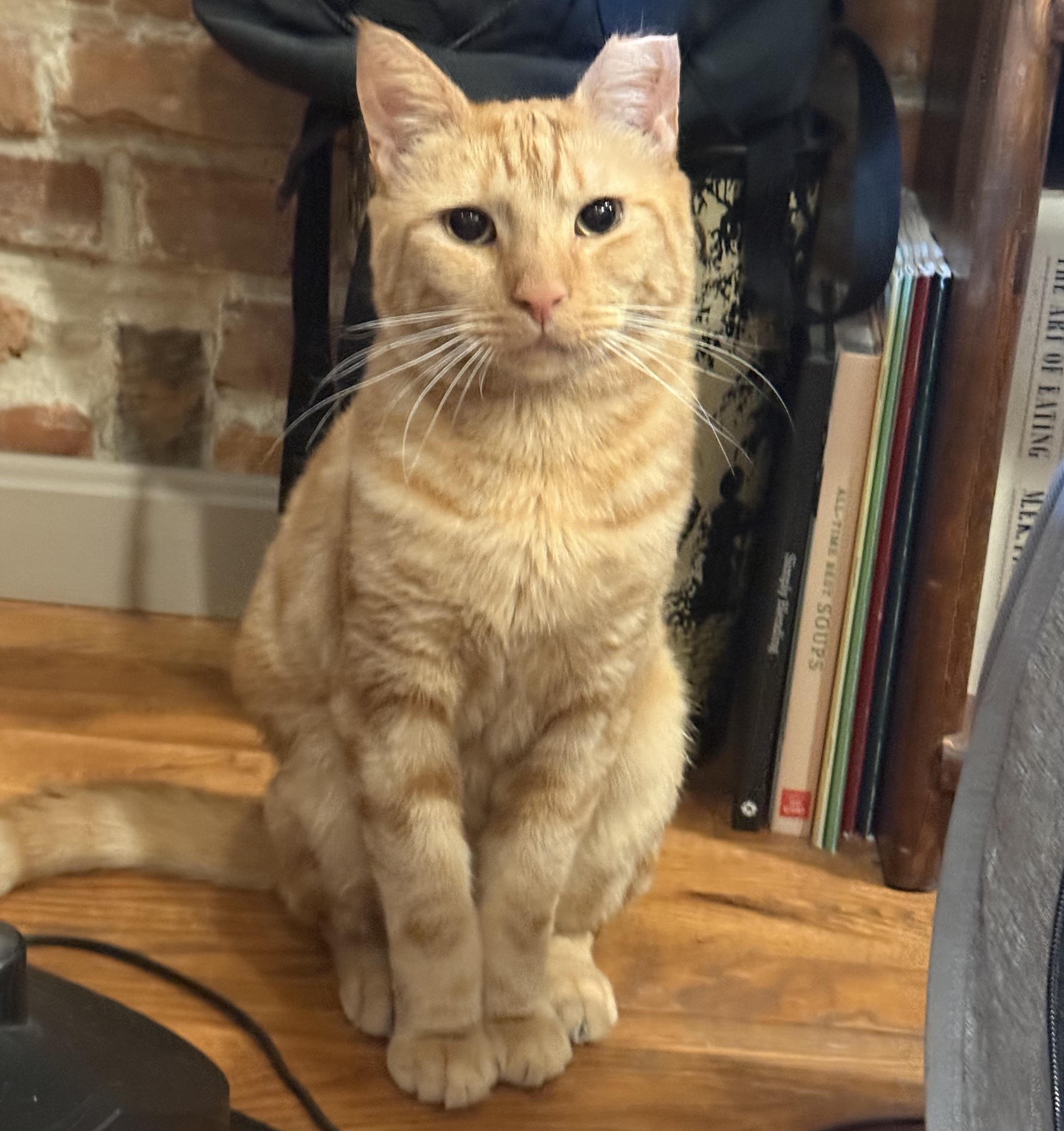 Cid, ADOPTABLE, Adult Male Domestic Short Hair.