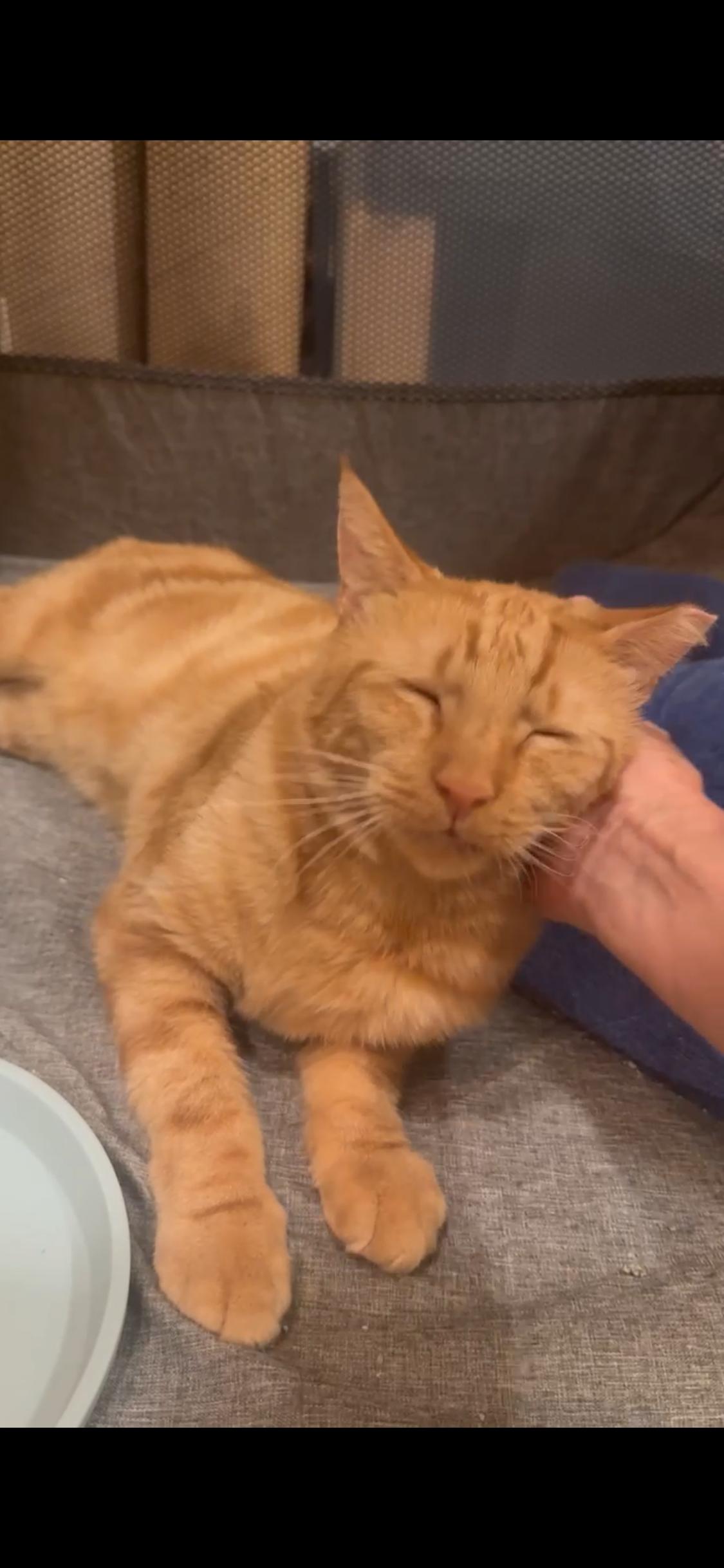 Enlarge Cid, a ADOPTABLE Domestic Short Hair in Elkton, MD image 5/6