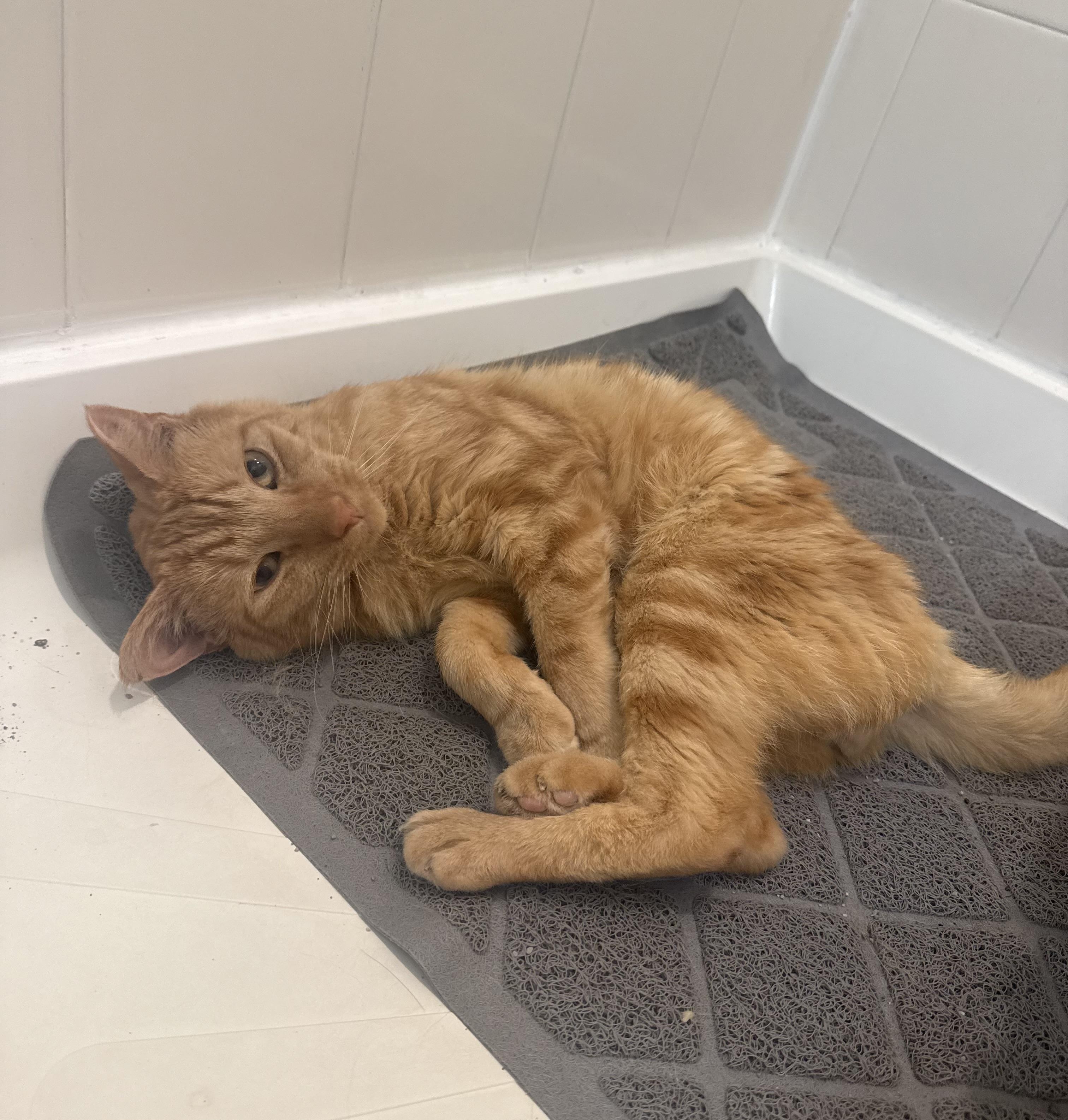 Enlarge Cid, a ADOPTABLE Domestic Short Hair in Elkton, MD image 4/6