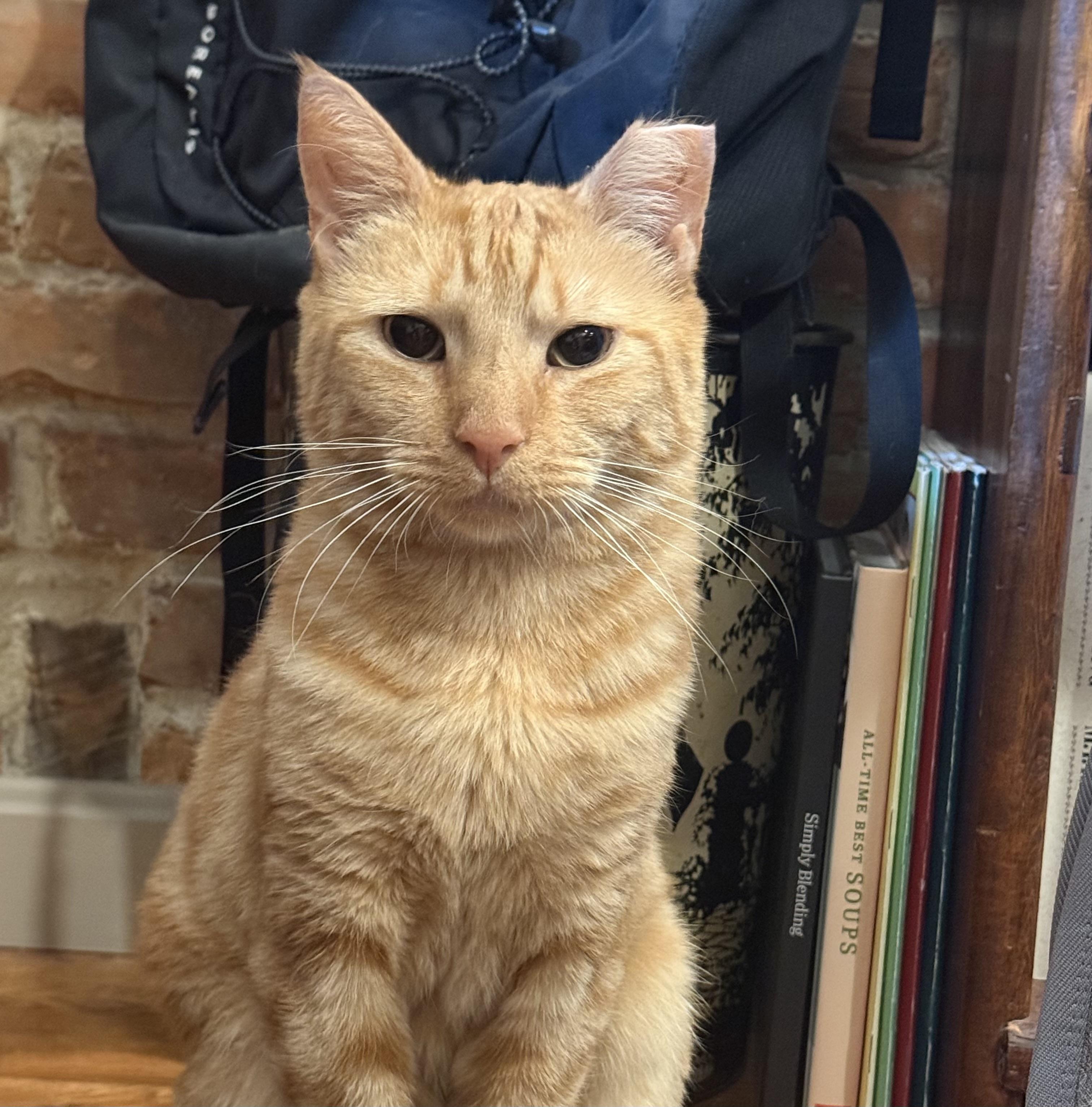 Enlarge Cid, a ADOPTABLE Domestic Short Hair in Elkton, MD image 3/6