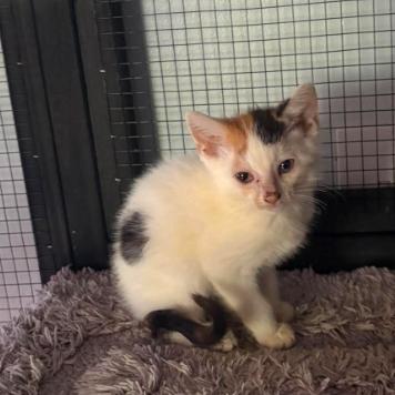 Enlarge Twix, a Adoptable Domestic Short Hair in Gordonsville, TN image 2/3