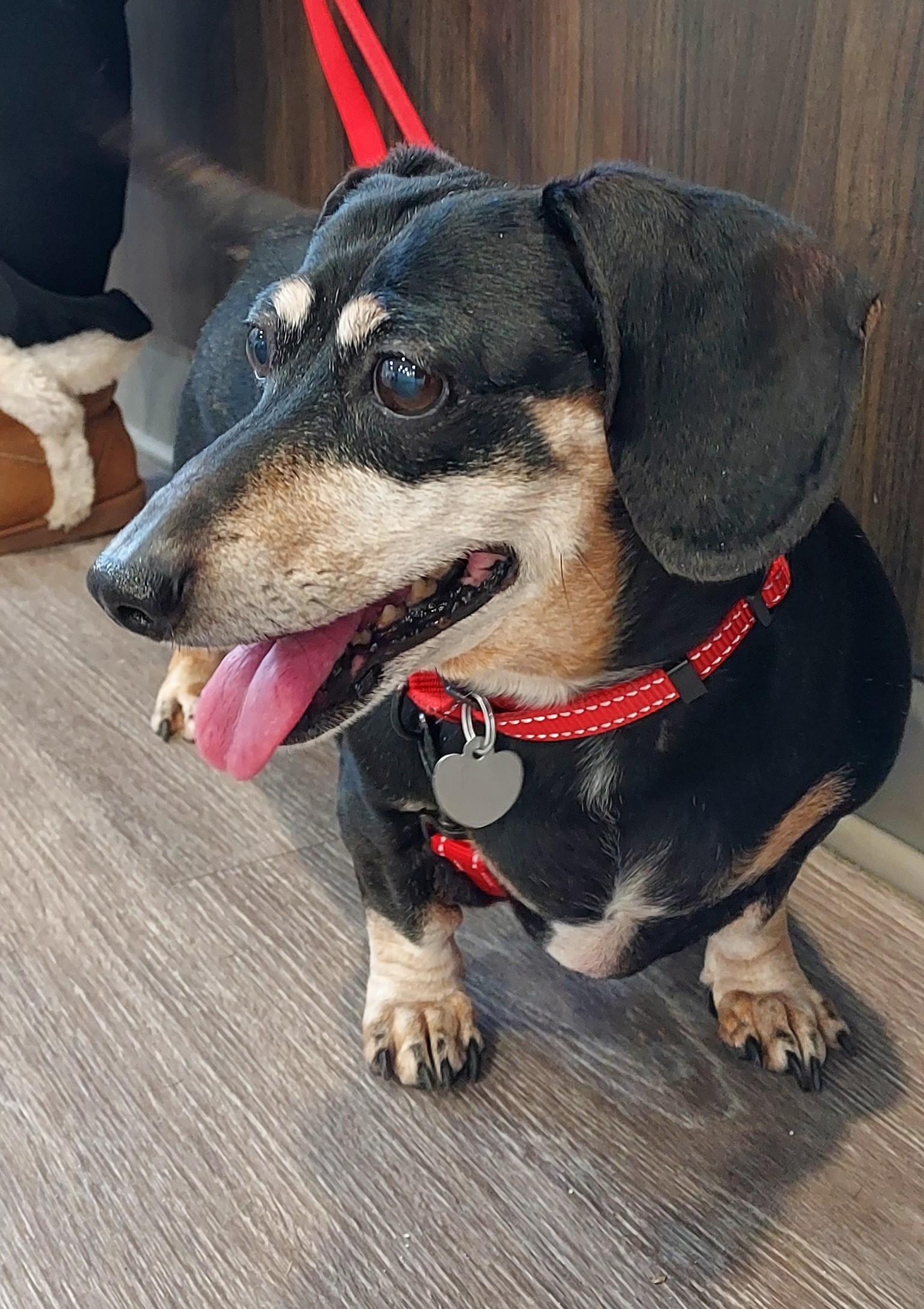 Onyx, adopted, Adult Female Dachshund.