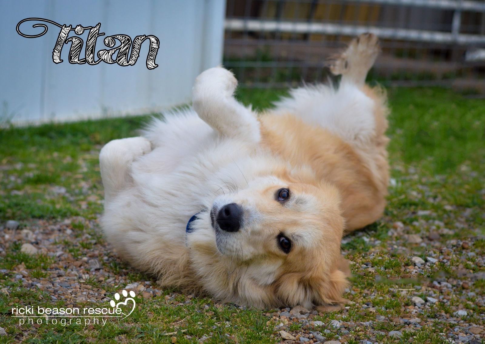 Enlarge Titan (2016), a Adopted mixed breed in Whitewright, TX image 1/3